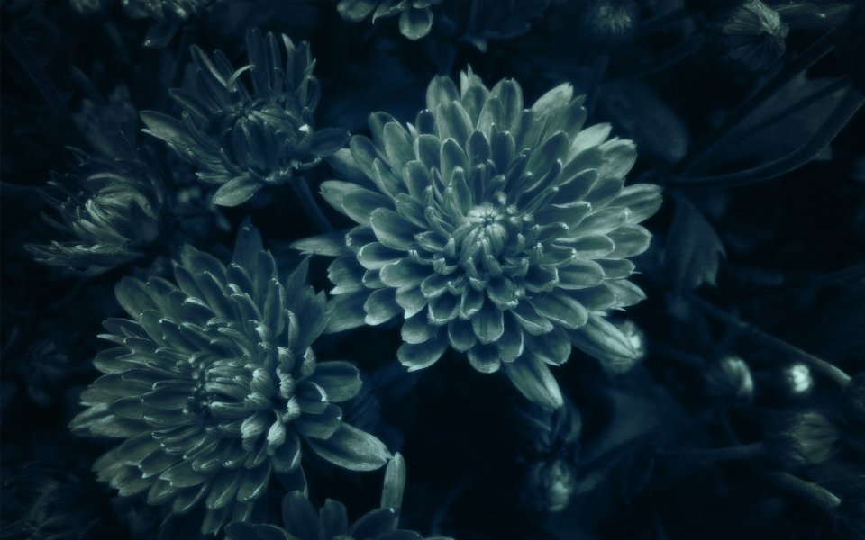 Dark Tone Cyan Chrysanthemum Macro Closeup Wallpaper
