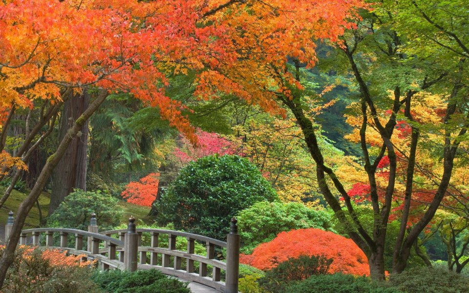 美国俄勒冈波特兰日本花园秋日枫叶景观