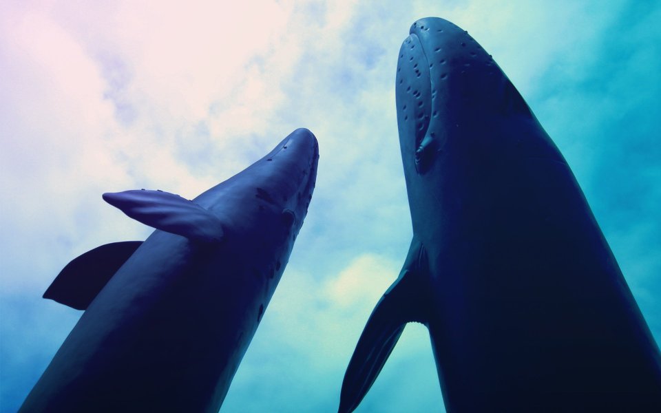 Two Whales Swimming In The Deep Blue
