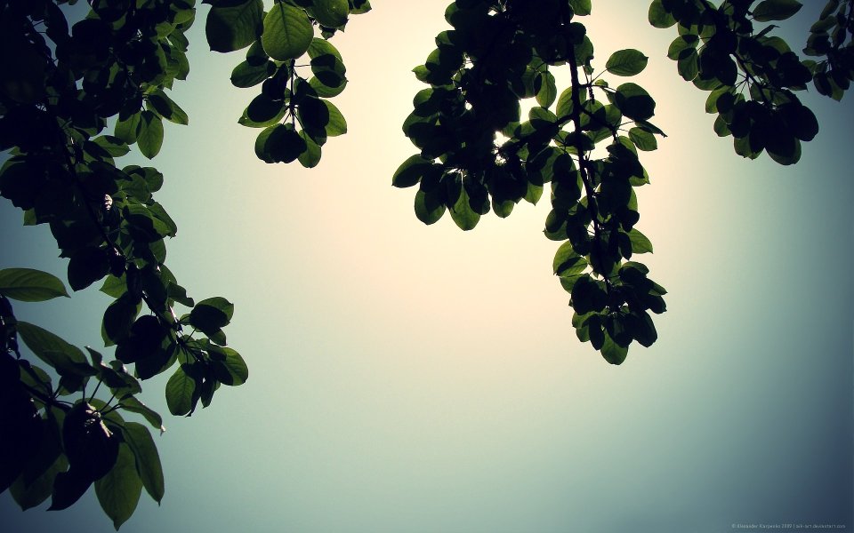Silhouette Of Leaves Against Sunlight