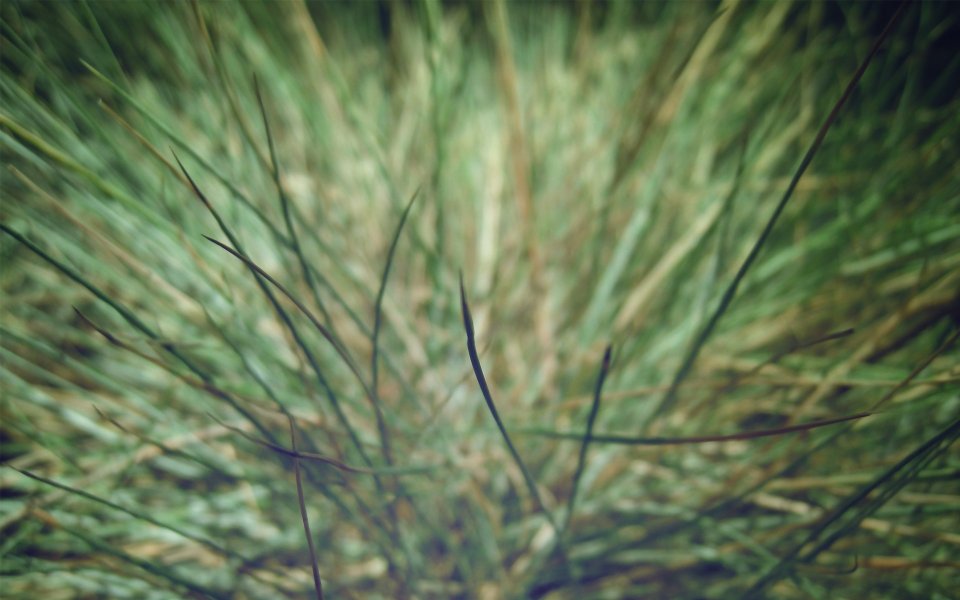 Vintage Soft Focus Macro Closeup Of Green Grass