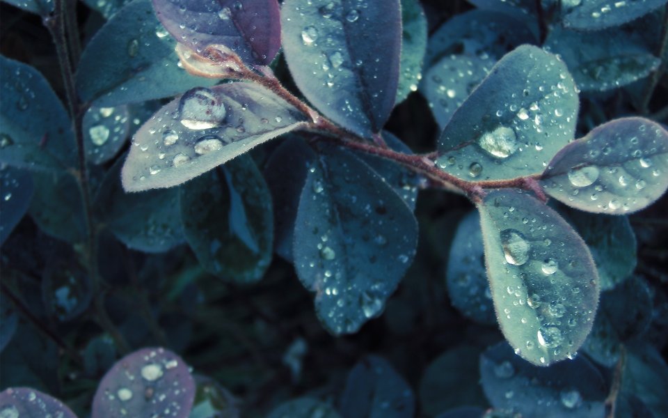 雨后蓝紫色叶片上的水珠微距特写