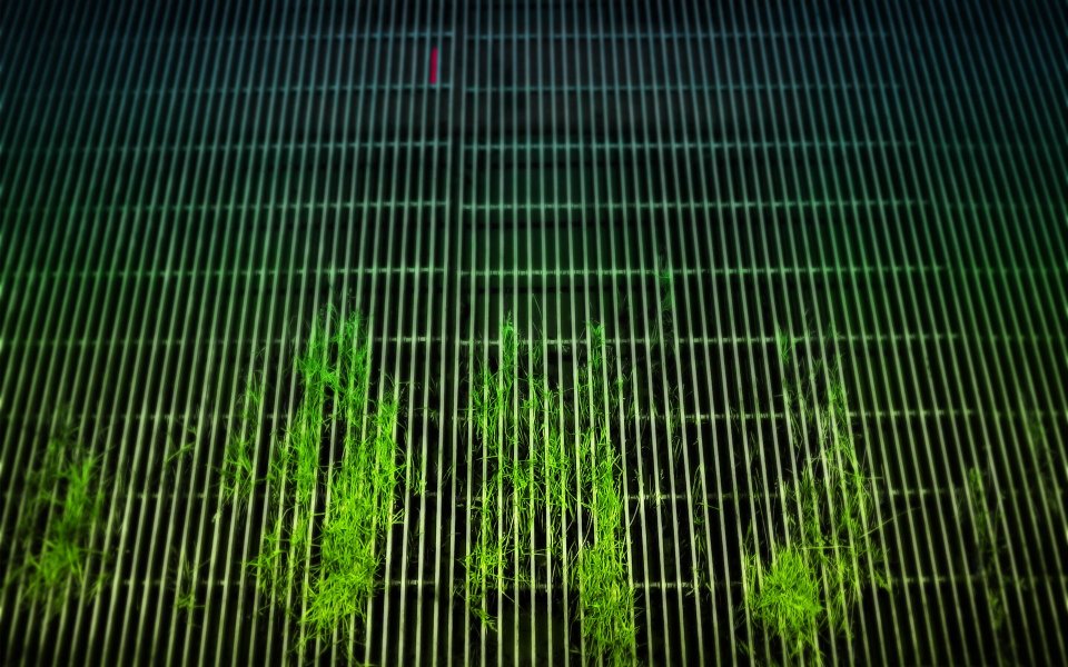 Grass Growing Through Metal Grating