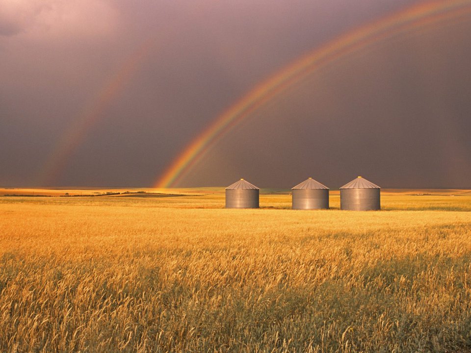 Canada Alberta Wheat Field Double Rainbow Harvest Scenery