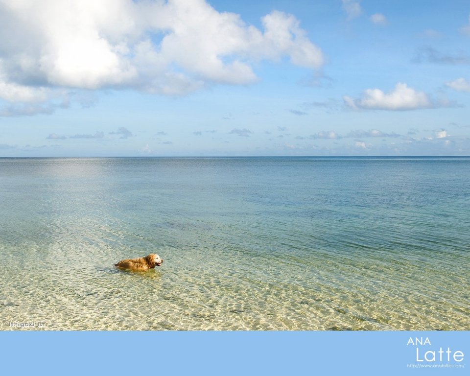 日本石垣岛夏日海滨 金毛犬在澄澈浅海戏水风光