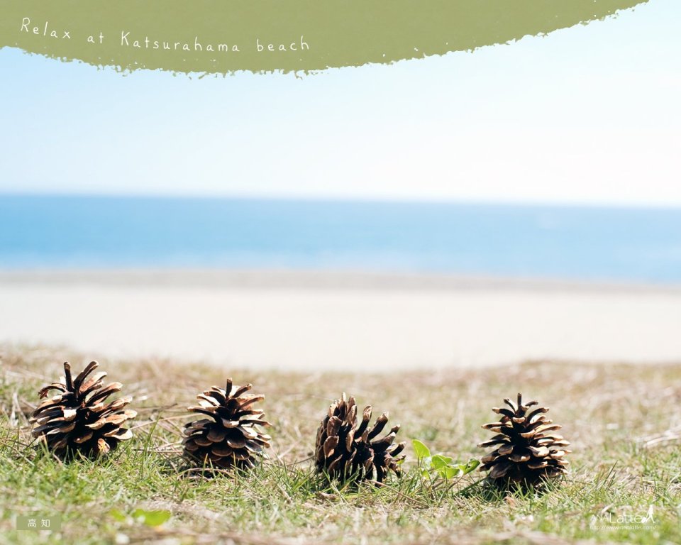 Pine Cones At Katsurahama Beach Kochi