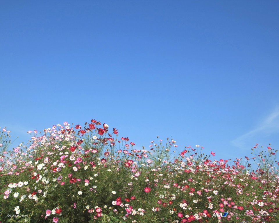 Cosmos Flowers In Kumamoto Japan