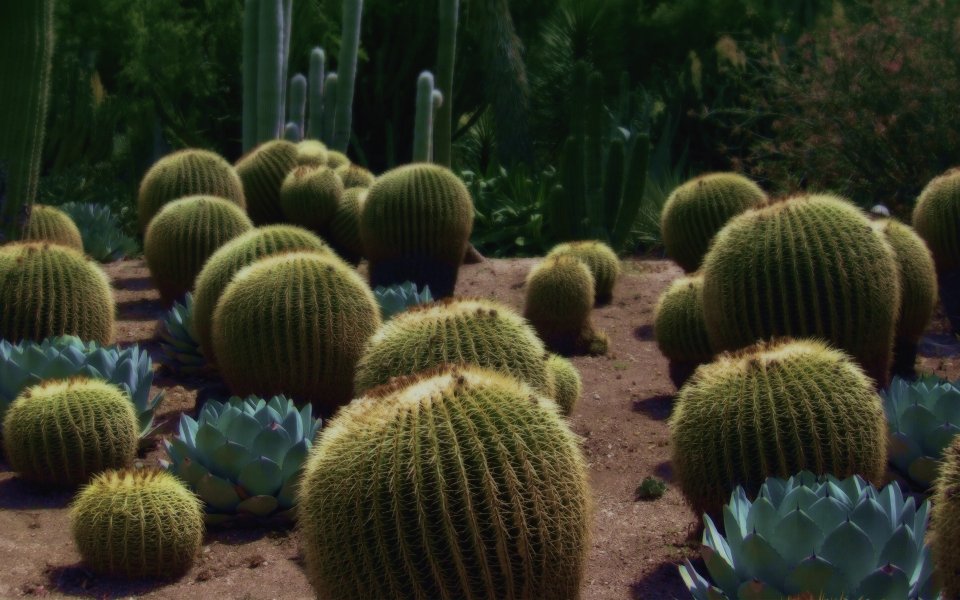 沙漠植物园金琥仙人掌群自然景观