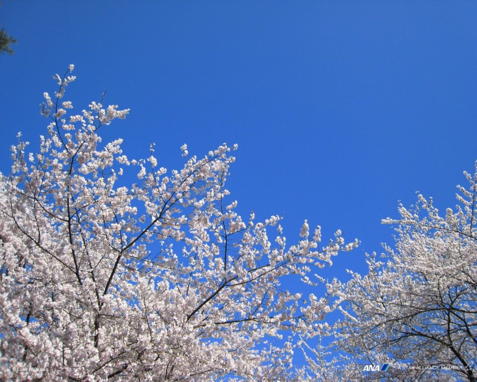 日本成田春日樱花与蓝天