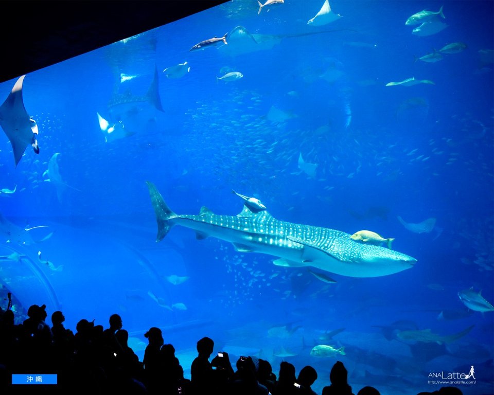 日本冲绳美丽海水族馆鲸鲨