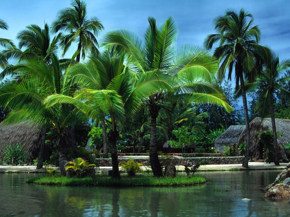 Palm Trees In Oahu Hawaii Tropical Landscape