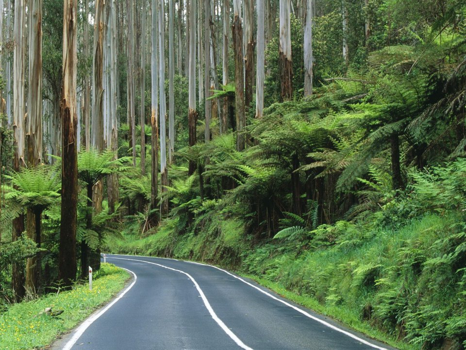 Rainforest Road Yarra Ranges National Park