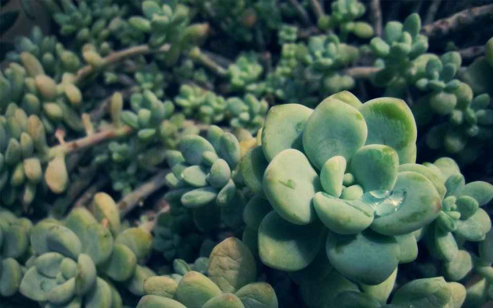 Clustered Succulent Plant Closeup With Water Droplets
