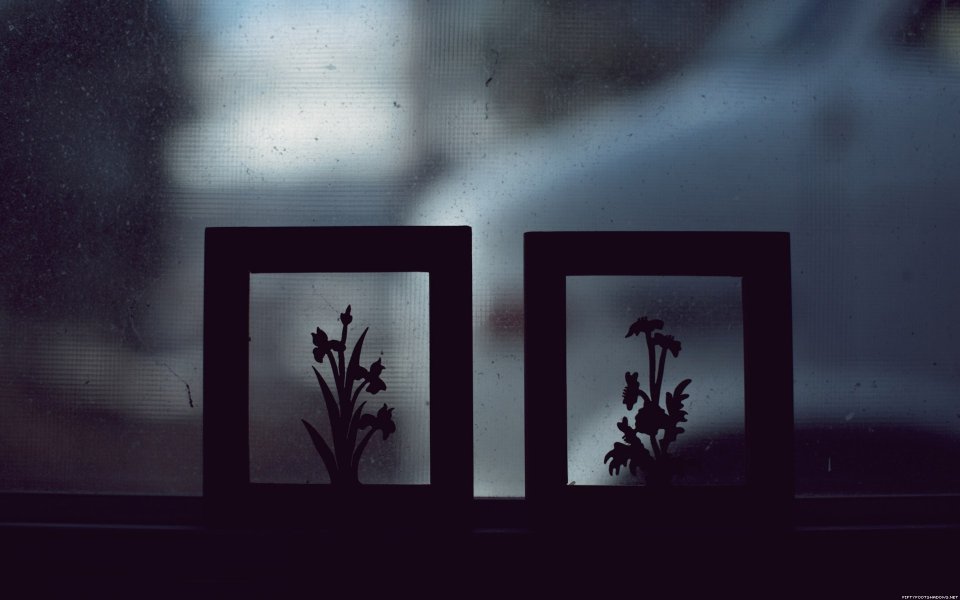 Cold Tone Window Flower Silhouette Still Life Photography