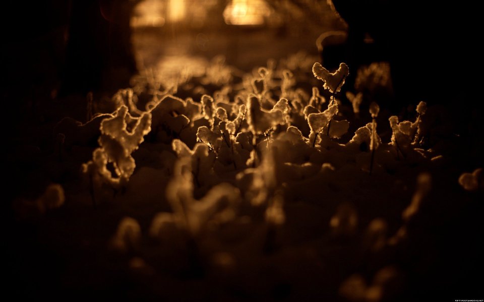 Warm Golden Backlit Winter Snow Grass Closeup