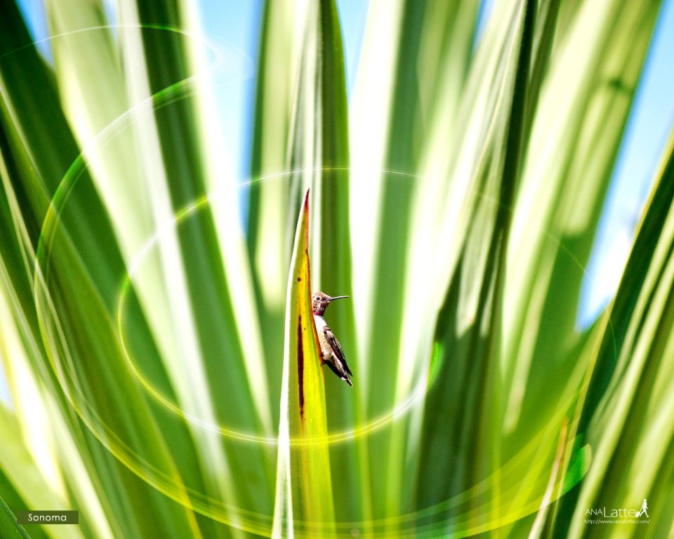 Hummingbird On Agave Leaf