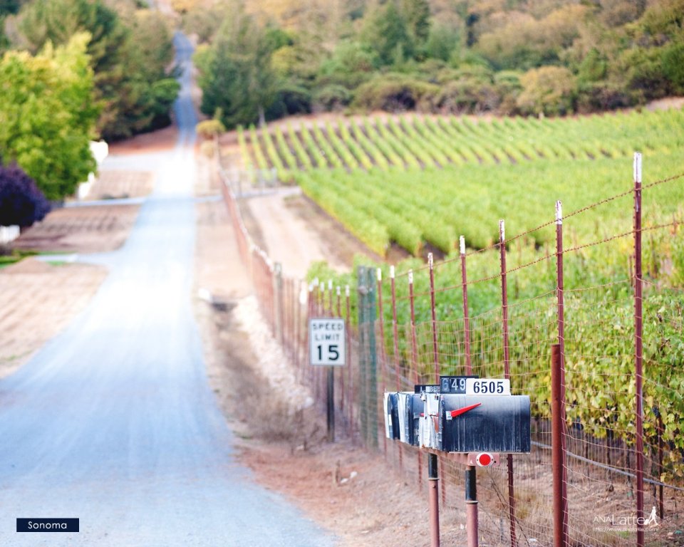 Sonoma Vineyard Country Road