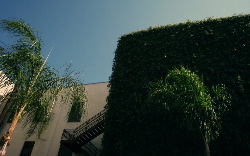 Low Angle Shot Palm Trees Ivy Covered Building Under Clear Blue Sky