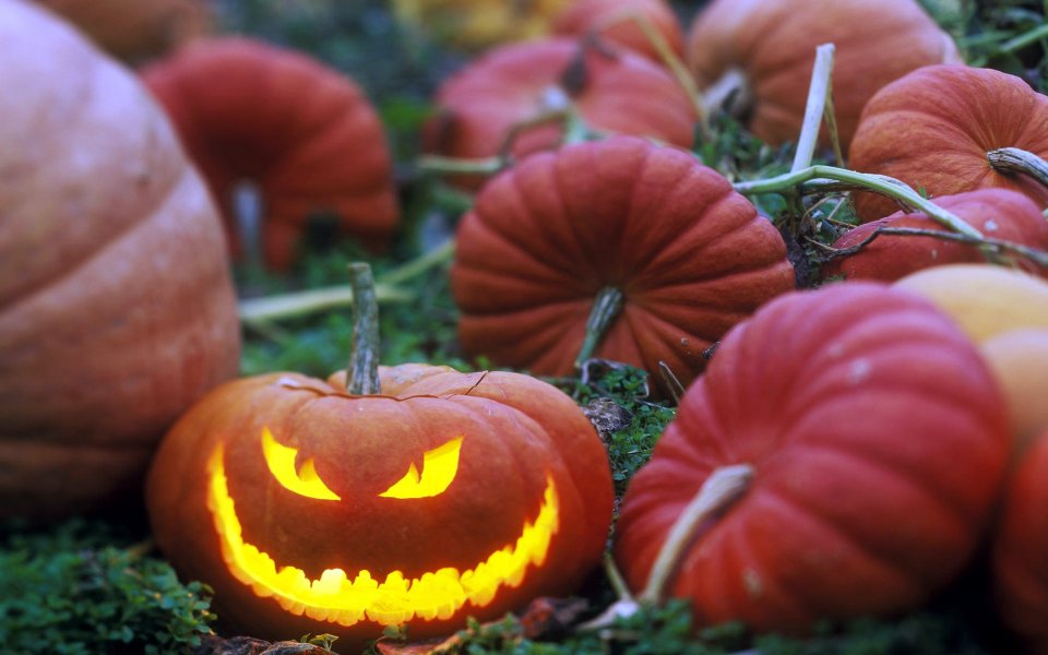 Halloween Pumpkin Patch Jack O Lantern