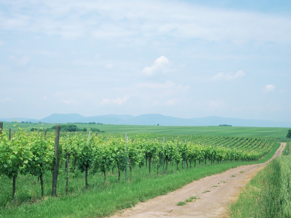 Germany Summer Vineyard Countryside Landscape