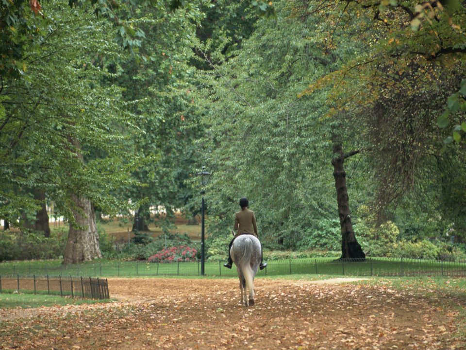 Autumn London Park Horse Riding Back View