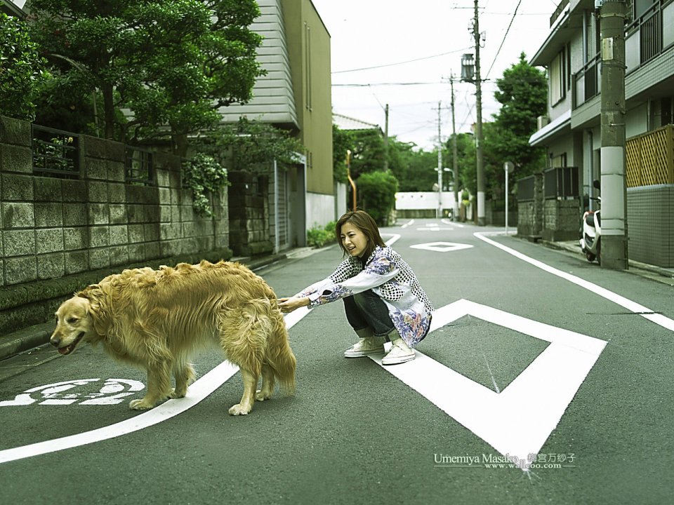 Umemiya Masako Interacting With Golden Retriever On Japanese Street