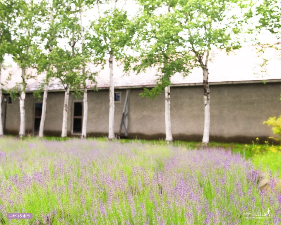 Lavender Field And Birch Trees In Yoichi Hokkaido