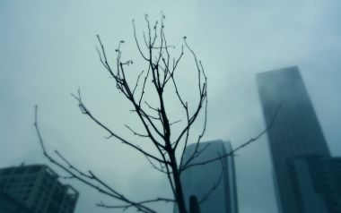 雾中枯树与摩天大楼