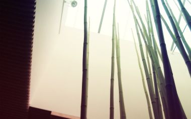 新中式室内中庭仰拍青竹景观