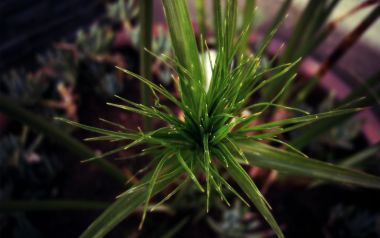 Macro Closeup Of Radial Needle Shaped Green Herb Sprout