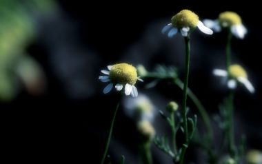Fresh Chamomile Flowers On Dark Background