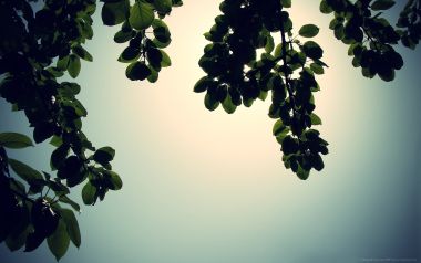 Silhouette Of Leaves Against Sunlight