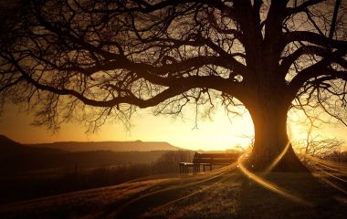 Dawn Old Oak Tree Bench Warm Light Healing Nature Scenery