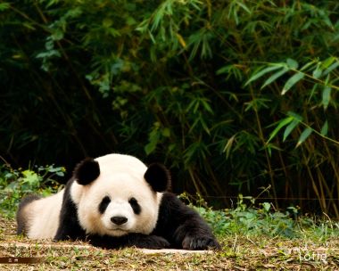 Giant Panda Resting In Bamboo Forest