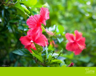 Hibiscus Flowers In Ishigaki Island