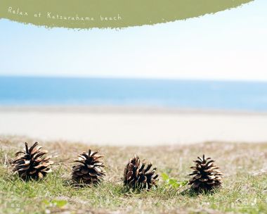 Pine Cones At Katsurahama Beach Kochi