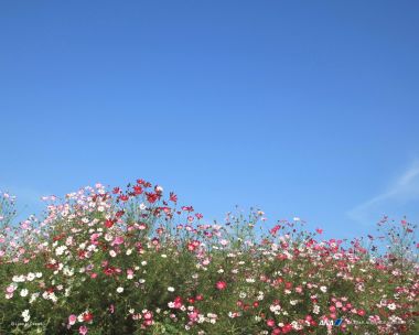 日本熊本秋日波斯菊花海与蓝天