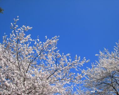 日本成田春日樱花与蓝天