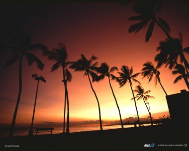 Hawaii Oahu Palm Trees Sunset Silhouette