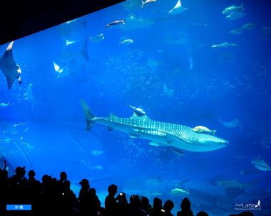 日本冲绳美丽海水族馆鲸鲨