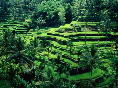 Bali Indonesia Green Rice Terraces Tropical Natural Scenery
