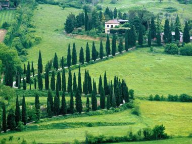 Winding Cypress Road Orvieto Umbria Italy