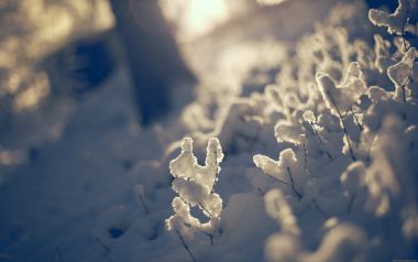 冬日暖阳下覆雪草枝雪景特写
