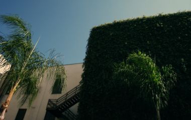 Low Angle Shot Palm Trees Ivy Covered Building Under Clear Blue Sky