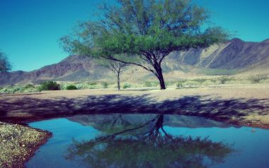Desert Tree Reflection Landscape