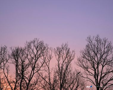 Silhouette Of Bare Trees At Dusk In Takamatsu