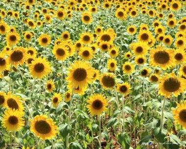 日本盛夏向日葵花海