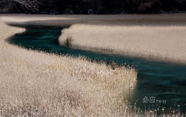 Reed Sea Jiuzhaigou Sichuan
