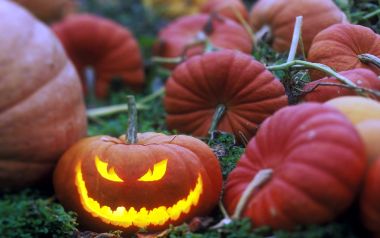Halloween Pumpkin Patch Jack O Lantern