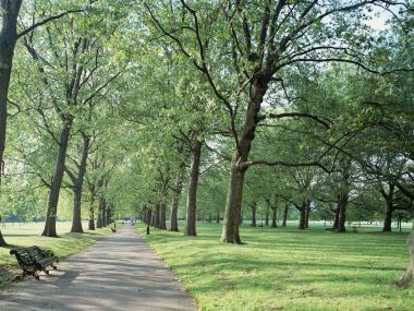 London Urban Park Spring Tree Lined Avenue Scenery